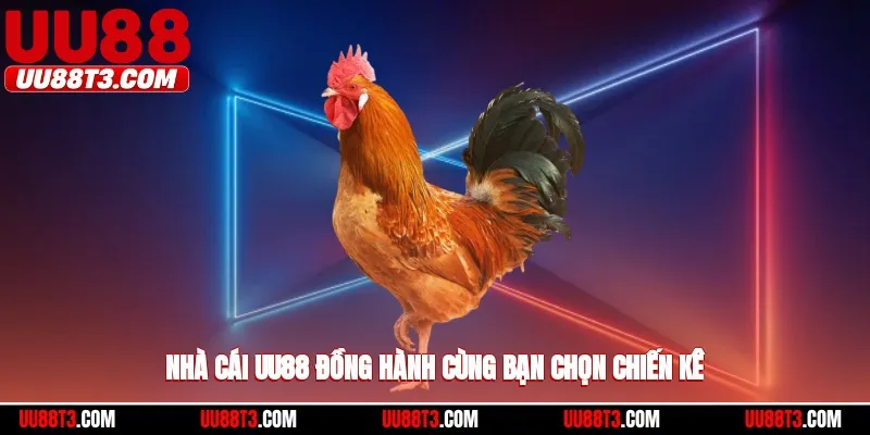 Nhà cái UU88 đồng hành cùng bạn chọn chiến kê