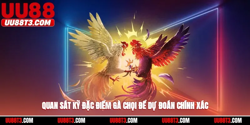 Quan sát kỹ đặc điểm gà chọi để dự đoán chính xác